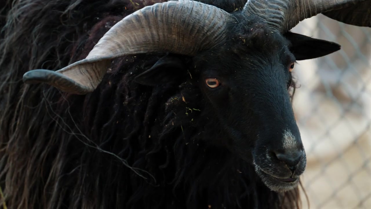 Primo piano di un ariete nero con grandi corna ricurve in piedi dietro una recinzione metallica, con un pelo dettagliato e texturizzato e uno sguardo intenso.