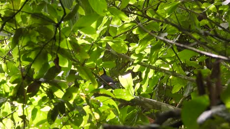 keel-billed toucan perched among green foliage in a dense forest, vivid colors, natural daylight