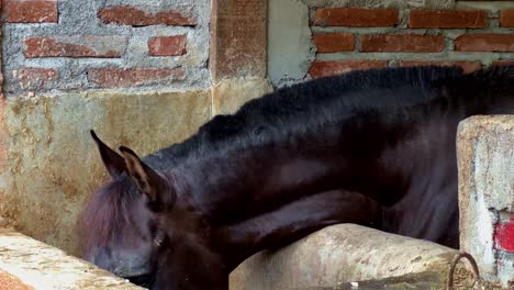the black horse is in the stable and is eating