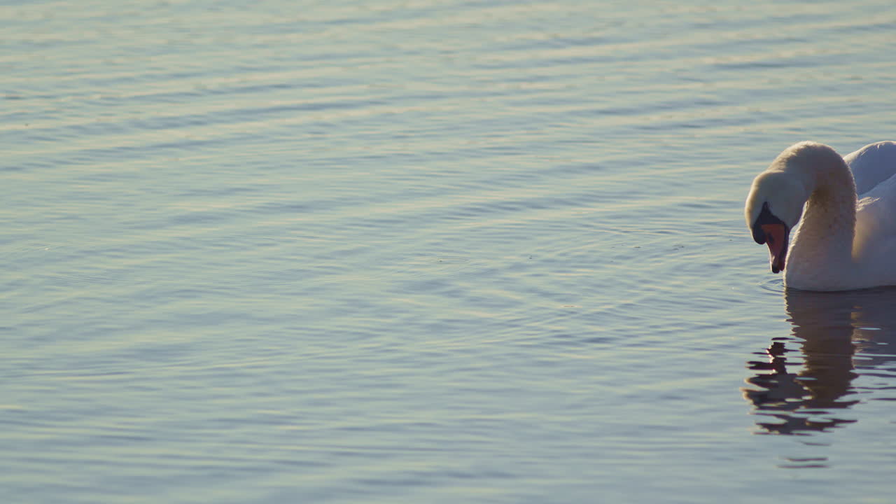 Elegant spring swan behavior filmed in super slow-mo: mating displays and preening.
