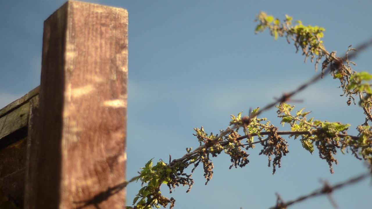 Wooden fence post with nettles and barbed wire against breezy blue sky