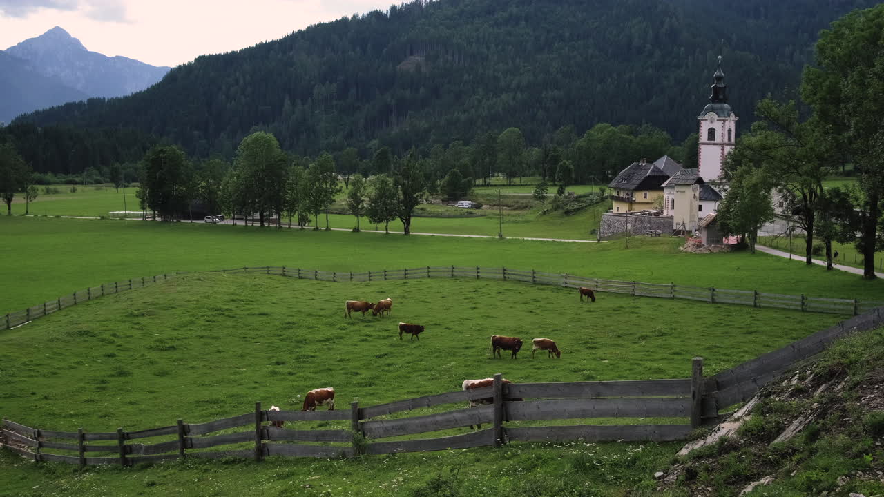 소와 함께 알파인 마을 목초지