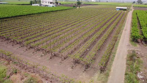 Grape-vineyard-agricultural-landscape,-India