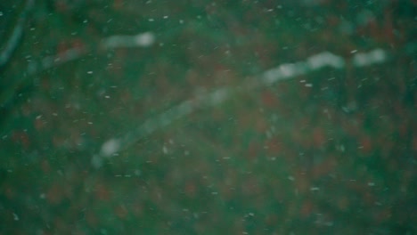fuertes nevadas en el paisaje forestal