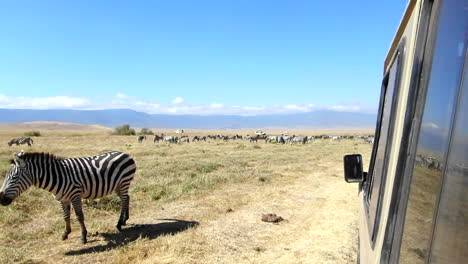 close up view of a zebra standing next to a safari vehicle, slow motion