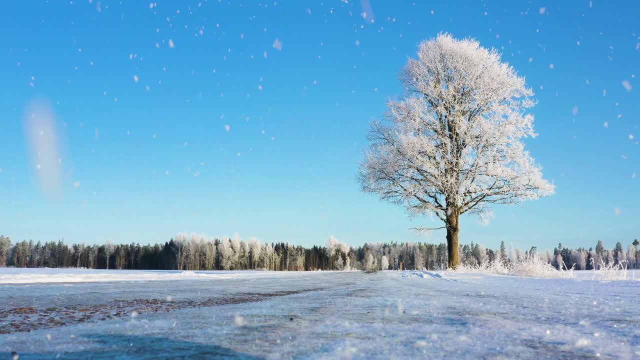 冬日仙境，一棵掛滿冰霜的樹在白雪皚皚的田野中孤零零地矗立，在飄雪之際，與藍天相互映襯。