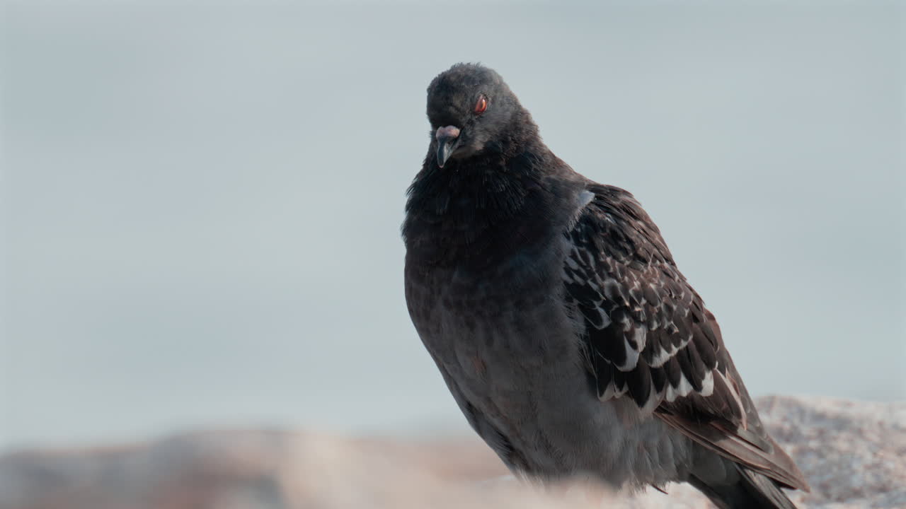 Close up shot of a pigeon with detailed feathers and a soft gray background
