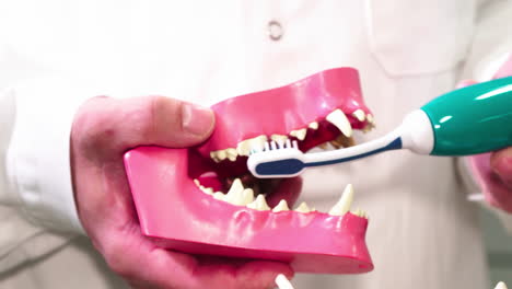 Veterinarian-demonstrates-teeth-brushing-using-a-model-of-a-dog's-mouth