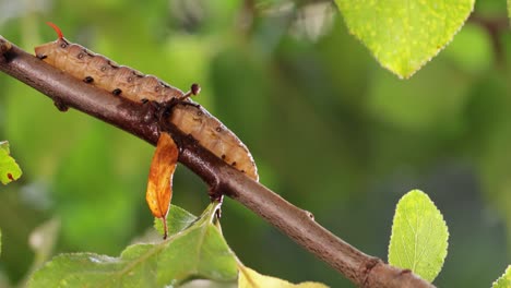 Caterpillar-Bedstraw-Hawk-Moth-crawls-on-a-branch-during-the-rain.-Caterpillar-(Hyles-gallii)-the-bedstraw-hawk-moth-or-galium-sphinx,-is-a-moth-of-the-family-Sphingidae.