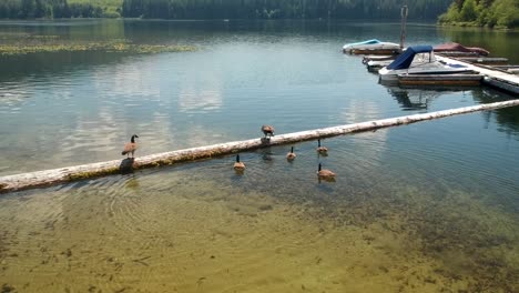 Enthüllen-Sie-Eine-Aufnahme-Von-Kanadischen-Gänsen,-Die-Auf-Einen-Baumstamm-Springen