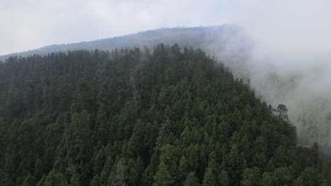 An-Einem-Nebligen-Tag-In-Der-Mitte-Der-Berge-über-Dem-Wald-Mit-Wunderschönem-Blick-Auf-Die-Kiefern-Hoch-Und-Runter-Kippen