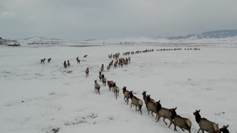 a low-flying 4k drone shot of a massive herd of elk, running together as a group over the plains of grand teton national park, just north of jackson, wyoming