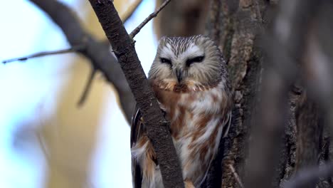 a northern saw whet owl resting in a deciduous tree in the late afternoon light