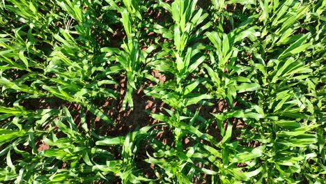 A-top-down-view-of-a-field-of-corn-growing-tassels-in-the-bright-summer-sunshine