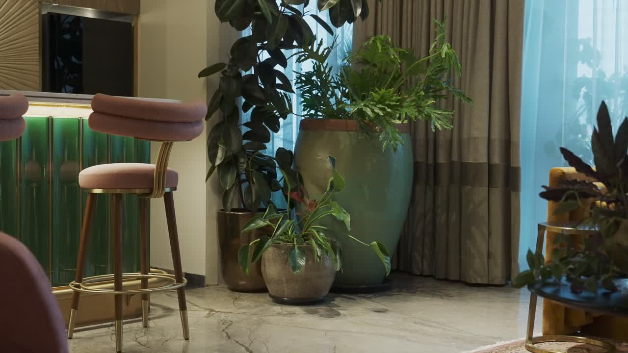 plantas de interior en el hogar - tiro de inclinación hacia arriba