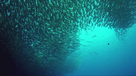 a huge flock of fishes. a fish tornado