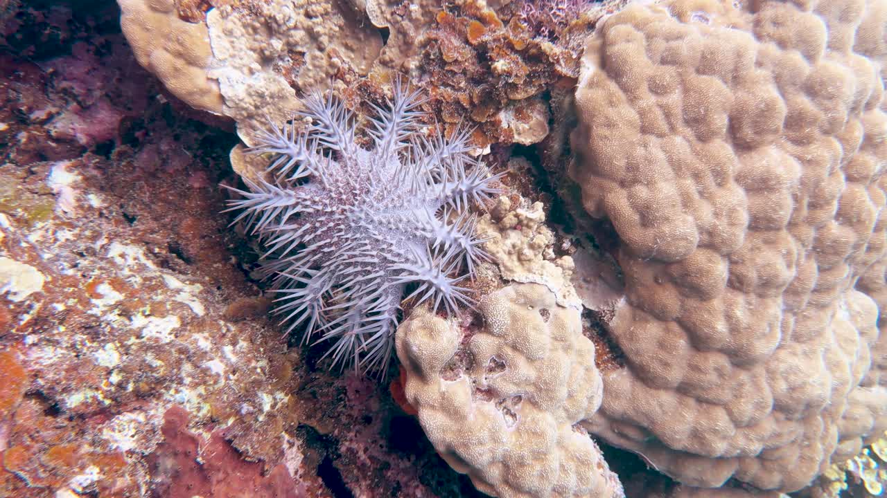 Una stella marina corona di spine velenosa si muove lentamente sul corallo in acque tropicali limpide.