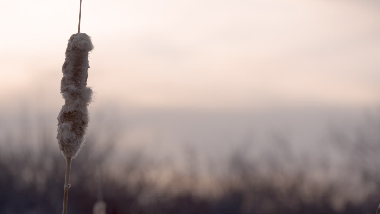 Video of the Snake River in Eastern Idaho near massacre rocks. Farms and agriculture are across the river. Cattails growing along the river in the evening.