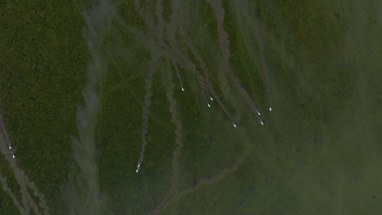 은 습지를 가로질러 헤엄치는 백조의 매우 넓은 시야를 가진 공중 조류는 그들의 뒤를 이어 진의 흔적을 남니다.