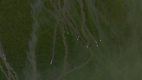 ojo de pájaro aéreo vista extremadamente amplia de cisnes nadando a través de un humedal poco profundo dejando rastros de barro a su paso