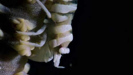 látigo de anker coral camarones pontonides ankeri lembeh 4k 25fps