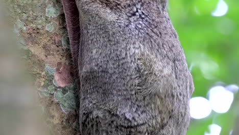 bebé colugo moviéndose dentro de la membrana de su madre mientras agarra el árbol en un pequeño parque natural en singapur - toma de primer plano
