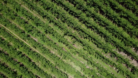 extracción aérea directamente por encima de las filas de uvas que crecen en un viñedo