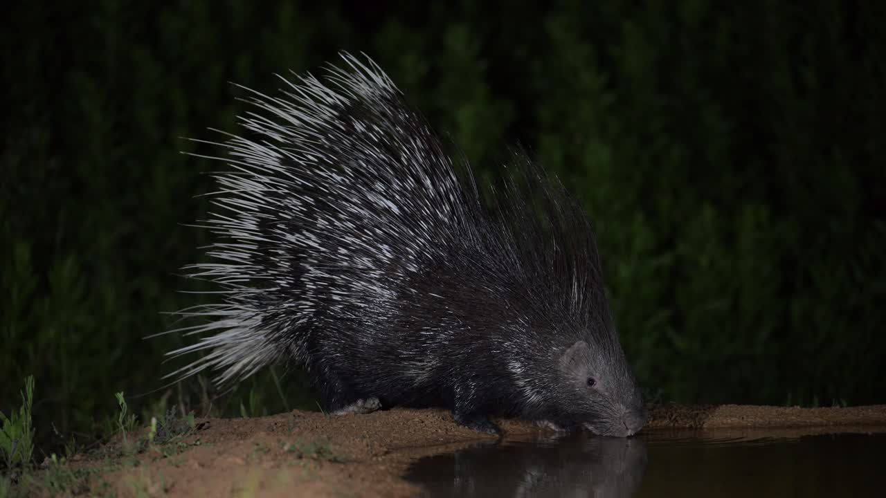 Indian crested porcupine (Hystrix indica) is drinking water at night, and its reflection appears in the spring .