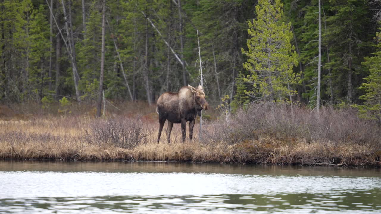 Big Bull moose at the edge of water in the canadian rockies