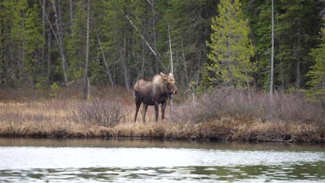 gran alce toro en el borde del agua en las montañas rocosas canadienses