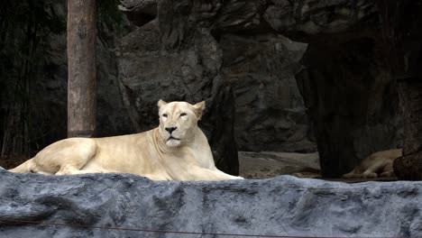 A-female-white-lion-with-blonde-fur-is-lying-and-relaxing-alone-at-a-zoo