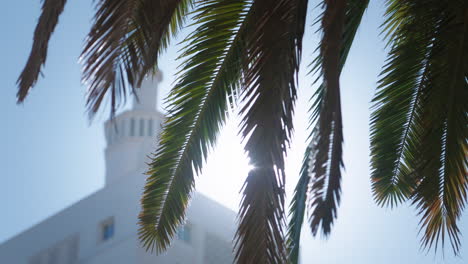 palm tree leafs in front of blurred building tower, with sun shining in between