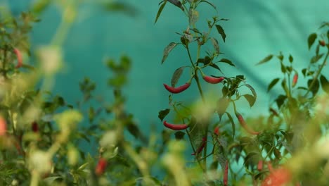 red vented bul bul in mirchi plant
