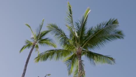 Slow-wraparound-shot-looking-up-the-length-of-Palm-Trees,-on-a-sunny-morning-in-Hawaii