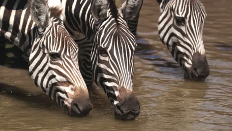 close up of zebras drinking water in the river in maasai mara national reserve, africa