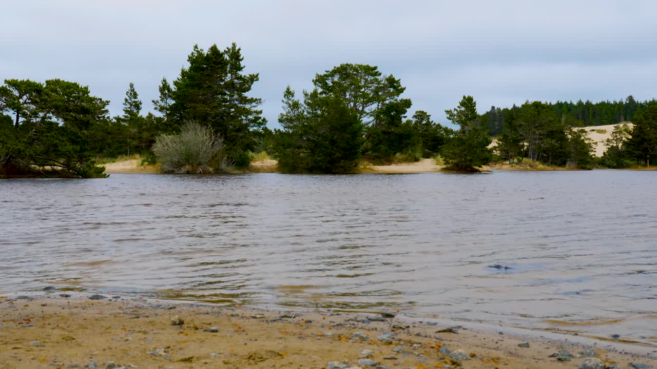 Bäume stehen an der Küste