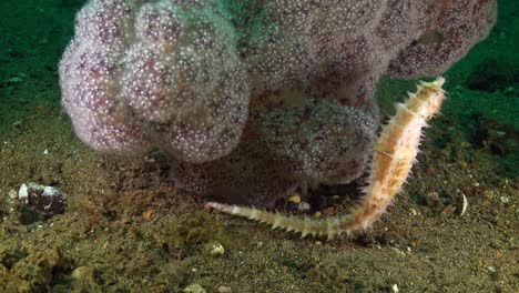 white thorny seahorse swimming around pink soft coral