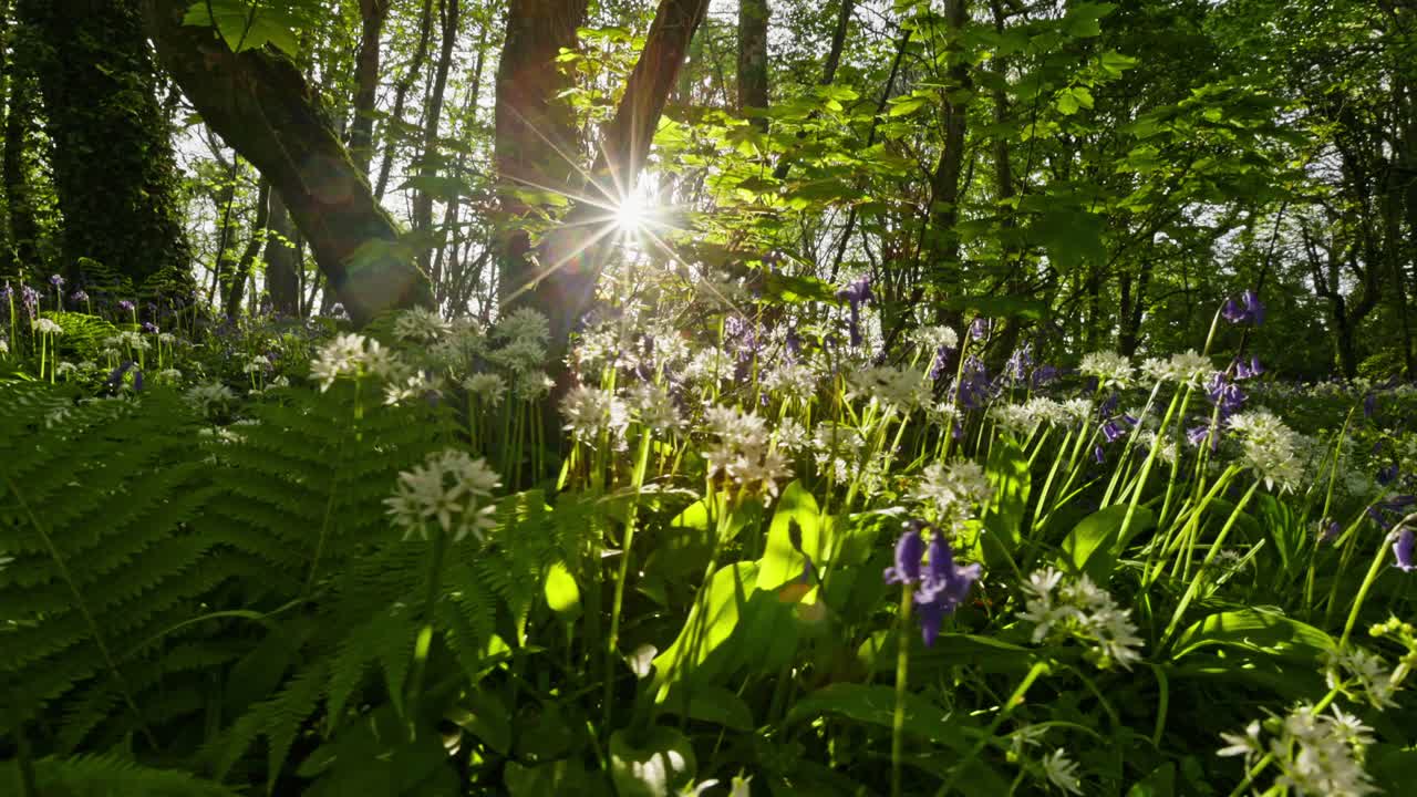 Sunlight filters through a forest floor covered with wildflowers