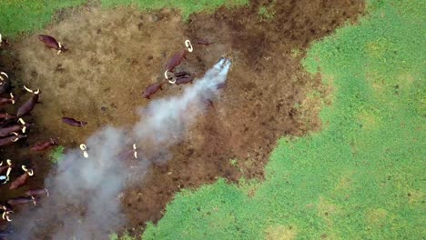 Herde-Von-Ankole-Watusi-Rindern,-Die-In-Der-Nähe-Des-Rauches-Stehen,-Um-Die-Fliegen-In-Uganda-Fernzuhalten