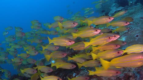 school of five lined snappers