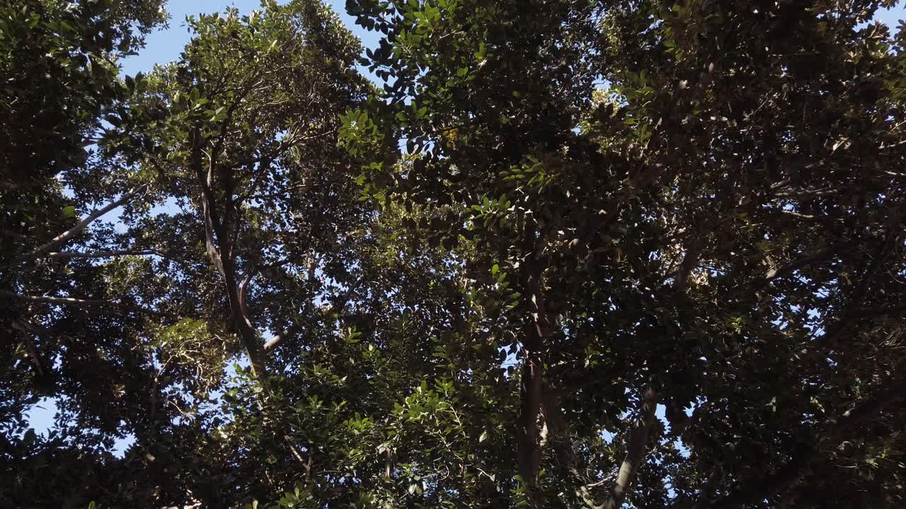 Walking under tree with green leaves looking up, Slow Motion
