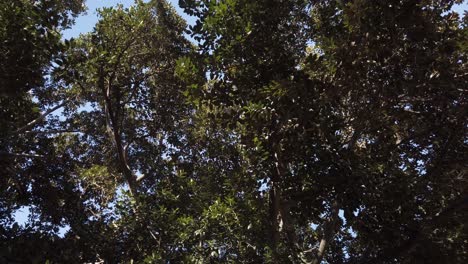 Walking-under-tree-with-green-leaves-looking-up,-Slow-Motion