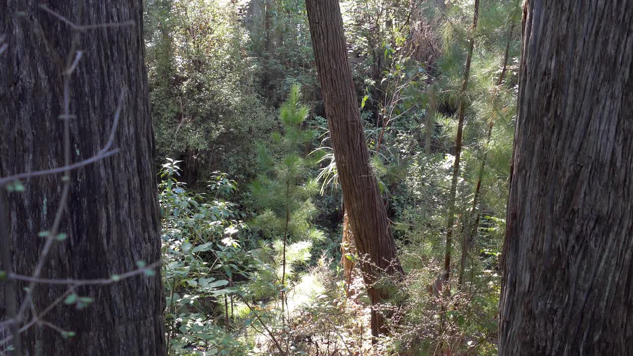 la luz del sol de la mañana temprano se filtra a través del antiguo bosque de podocarp en un árbol de pino - península de bancos