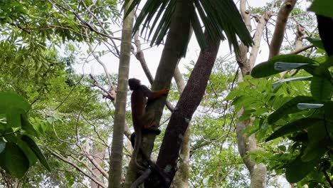 Der-Kleine-Totenkopfäffchen-Umarmte-Einen-Baum-Wie-Ein-Koalabär-Und-Kletterte-Tagsüber-Den-Baum-Hinunter-In-Den-Singapur-Flusswundern,-Im-Safari-Zoo-Und-In-Den-Mandai-Reservaten