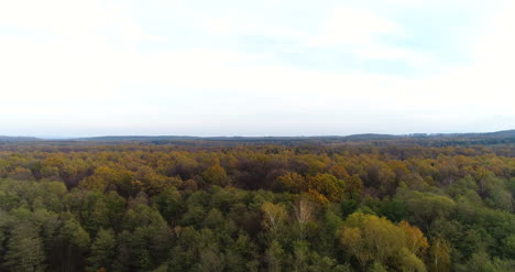 Fliegen-über-Waldwald-Von-Oben-9