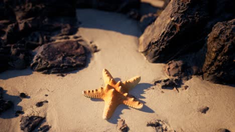 starfish on sandy beach at sunset