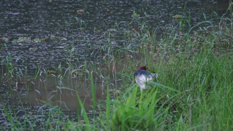 walking-along-the-bank-of-the-lake,-the-Chinese-Pond-Heron-Ardeola-bacchus-in-its-breeding-plumage-is-searching-for-something-to-eat-amongst-the-grass-and-other-vegetation-in-Beung-Boraphet-Lake