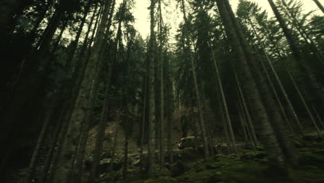 forest road trip