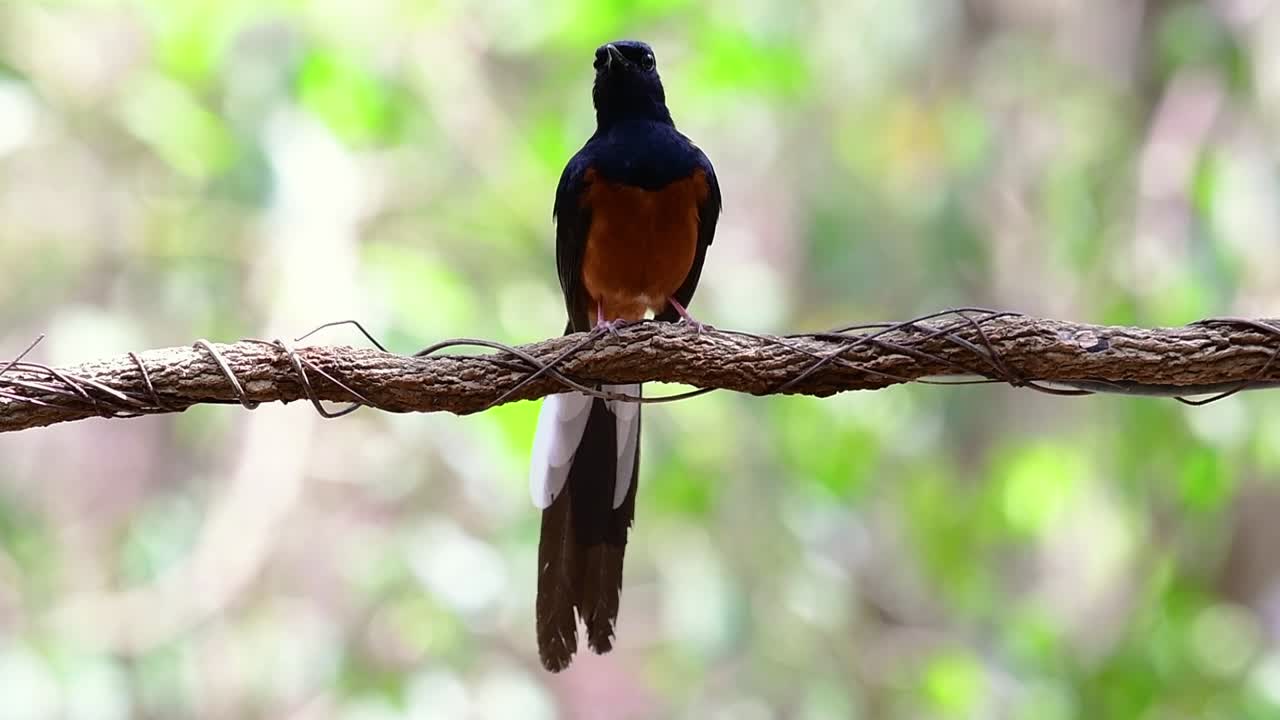 shama de rabadilla blanca encaramado en una vid con fondo bokeo del bosque, copsychus malabaricus, en cámara lenta