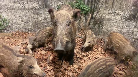 wild boar with puppies